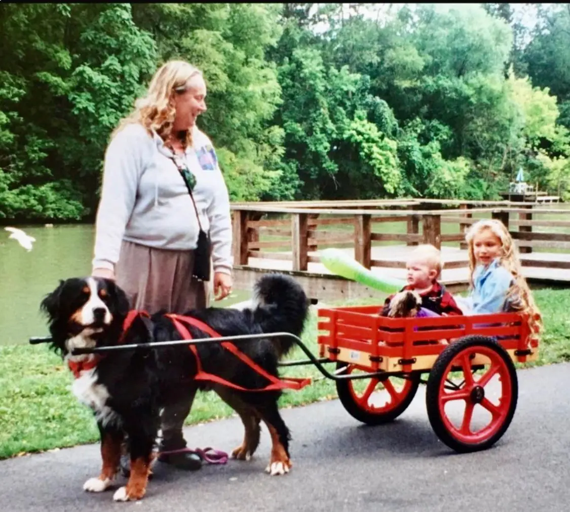 A Woman Standing Beside a Pet Dog While It's Pulling a Cart With Two Kids Onboard