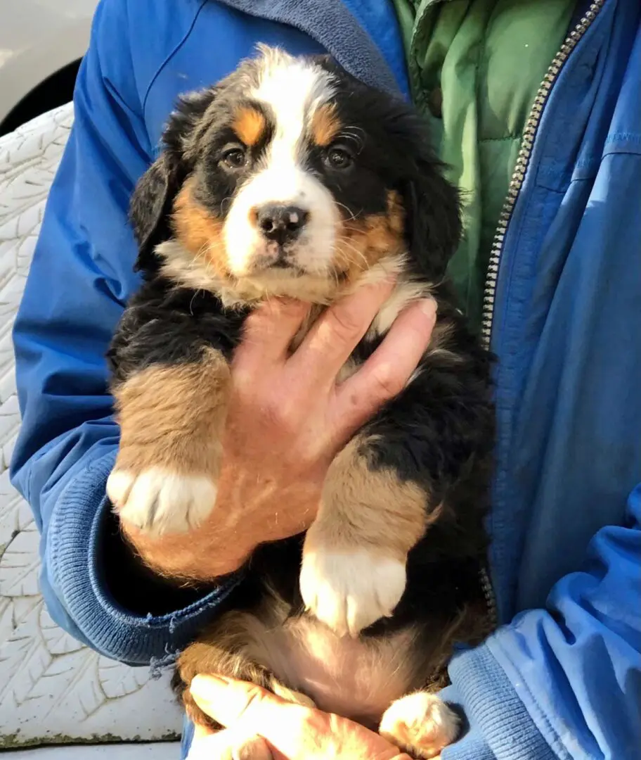 A Person Holding a Cute Puppy With Both Hands