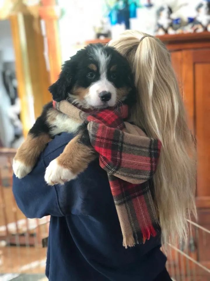 Puppy on shoulder